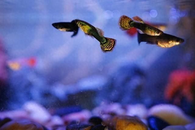 金龍魚在不同pH值下的表現（金龍魚在不同ph值下的表現與適應性）