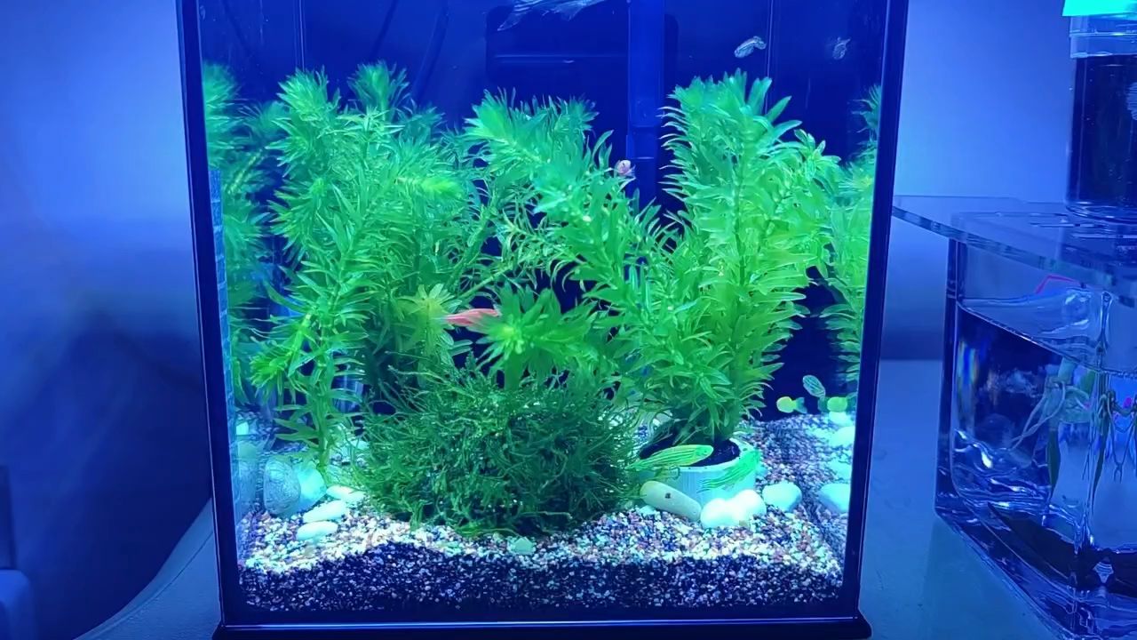 小小斑馬魚（小小斑馬魚，本文探討了斑馬魚在科學(xué)研究中的應(yīng)用）