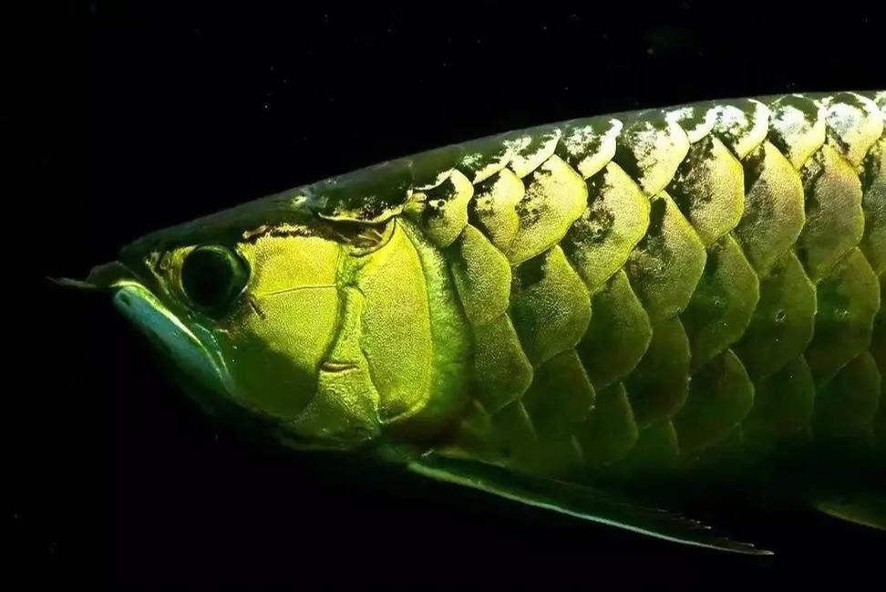 古典龍魚有哪些獨特的品相特征（古典龍魚的品相特征）