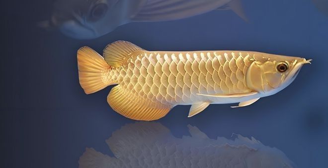 郭孔豐在金龍魚(yú)賺了多少錢(qián)？（郭孔豐在金龍魚(yú)賺了多少錢(qián)，）