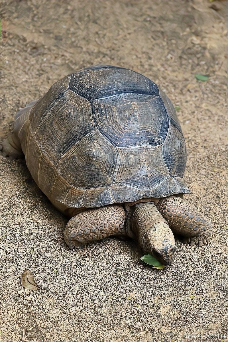 龍龜多久換一次水（烏龜多久換一次水比較好，龍龜多久換一次水比較好）