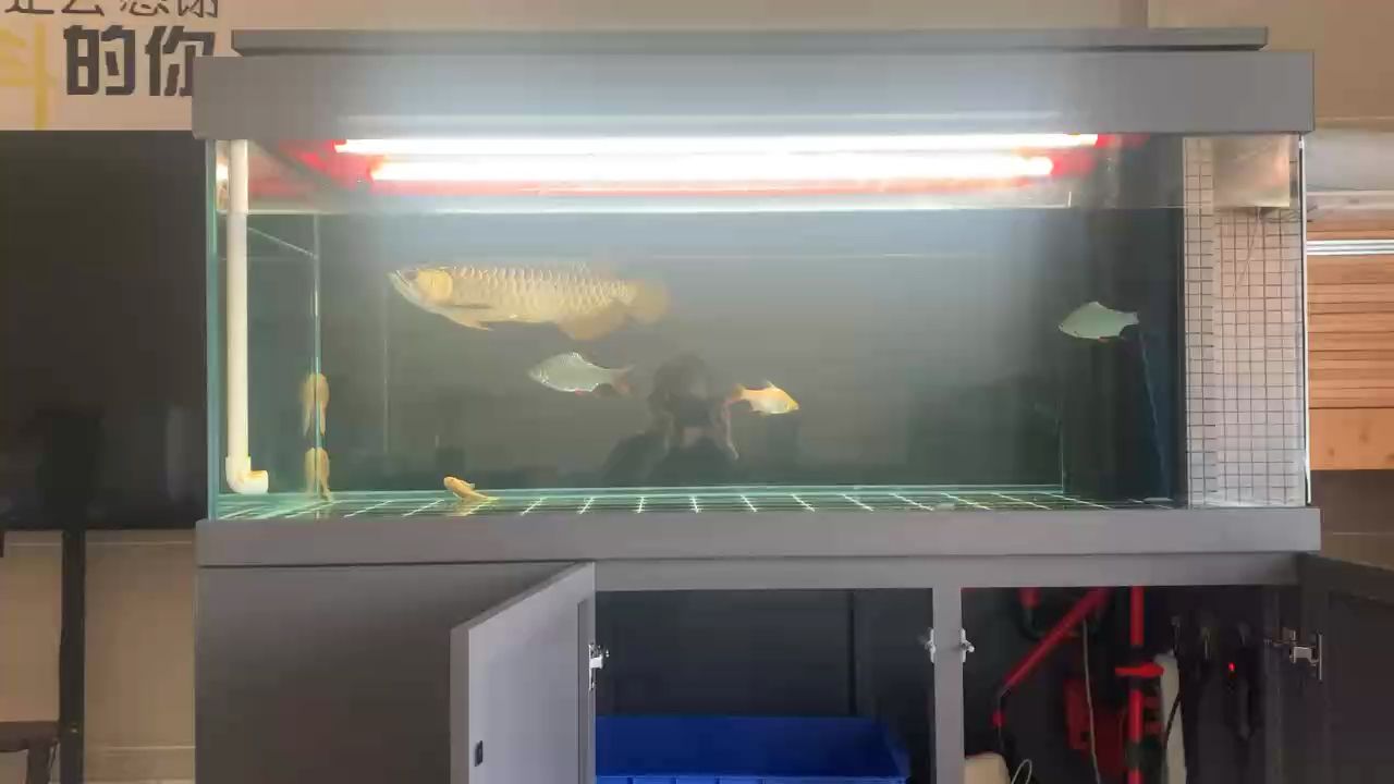 金龍換水（金龍換水是一種傳統的中國風水活動）