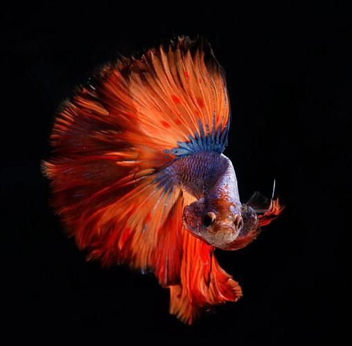 火龍魚的市場價格是多少（火龍魚的價格受多種因素影響） 火龍魚的市場價格是多少（火龍魚的價格受多種因素影響） 龍魚百科 第14張