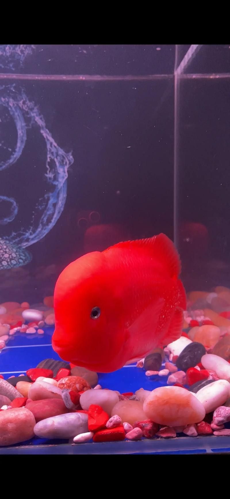 火龍魚的市場價格是多少（火龍魚的價格受多種因素影響） 火龍魚的市場價格是多少（火龍魚的價格受多種因素影響） 龍魚百科 第16張