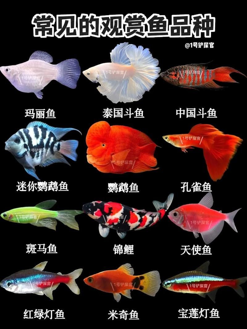 火龍魚的市場價格是多少（火龍魚的價格受多種因素影響） 火龍魚的市場價格是多少（火龍魚的價格受多種因素影響） 龍魚百科 第12張