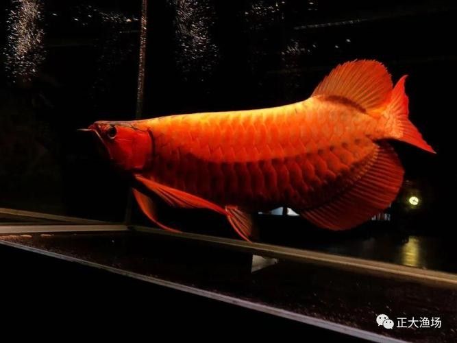 哪里可以找到更多高清紅龍魚圖片（如何找到高清紅龍魚圖片） 哪里可以找到更多高清紅龍魚圖片（如何找到高清紅龍魚圖片） 龍魚百科 第38張