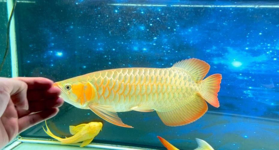 哪里可以找到更多高清紅龍魚圖片（如何找到高清紅龍魚圖片） 哪里可以找到更多高清紅龍魚圖片（如何找到高清紅龍魚圖片） 龍魚百科 第39張