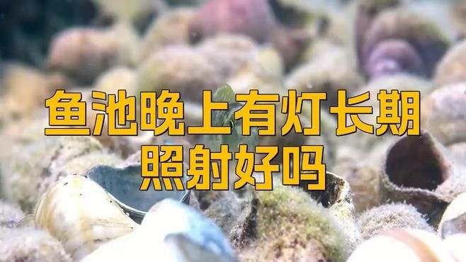 金龍魚用黃燈還是白燈好？（——龍魚燈光使用指南）