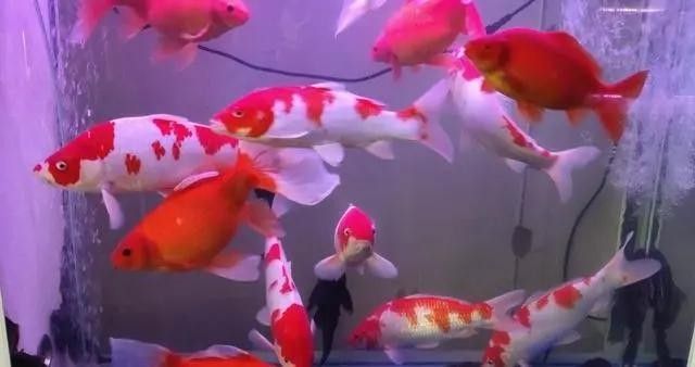 龍魚溫度低會有什么反應(yīng)（魚缸水溫低魚會出現(xiàn)什么現(xiàn)象）