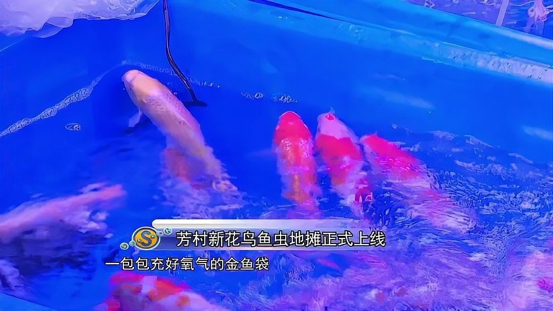 如何前往廣州百藝城祥龍魚場（從北京到廣州百藝城祥龍魚場的詳細行程）