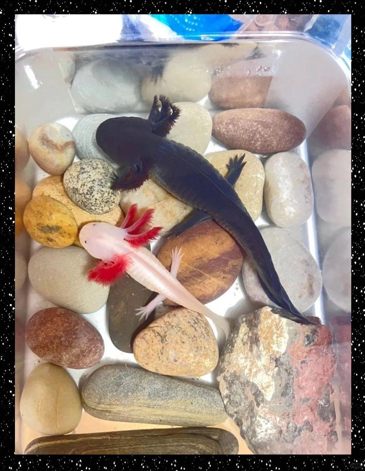 六角龍魚(yú)互動(dòng)性如何增強(qiáng)（六角龍魚(yú)的飼養(yǎng)秘訣）