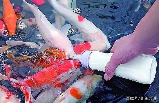 六角龍魚(yú)互動(dòng)性如何增強(qiáng)（六角龍魚(yú)的飼養(yǎng)秘訣）