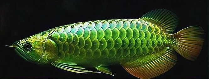 如何區(qū)分紅金龍魚和黃金龍魚？（如何區(qū)分金龍魚和紅龍魚）