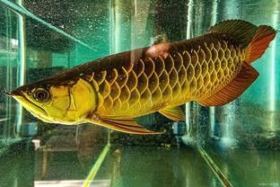 如何區(qū)分紅金龍魚和黃金龍魚？（如何區(qū)分金龍魚和紅龍魚）