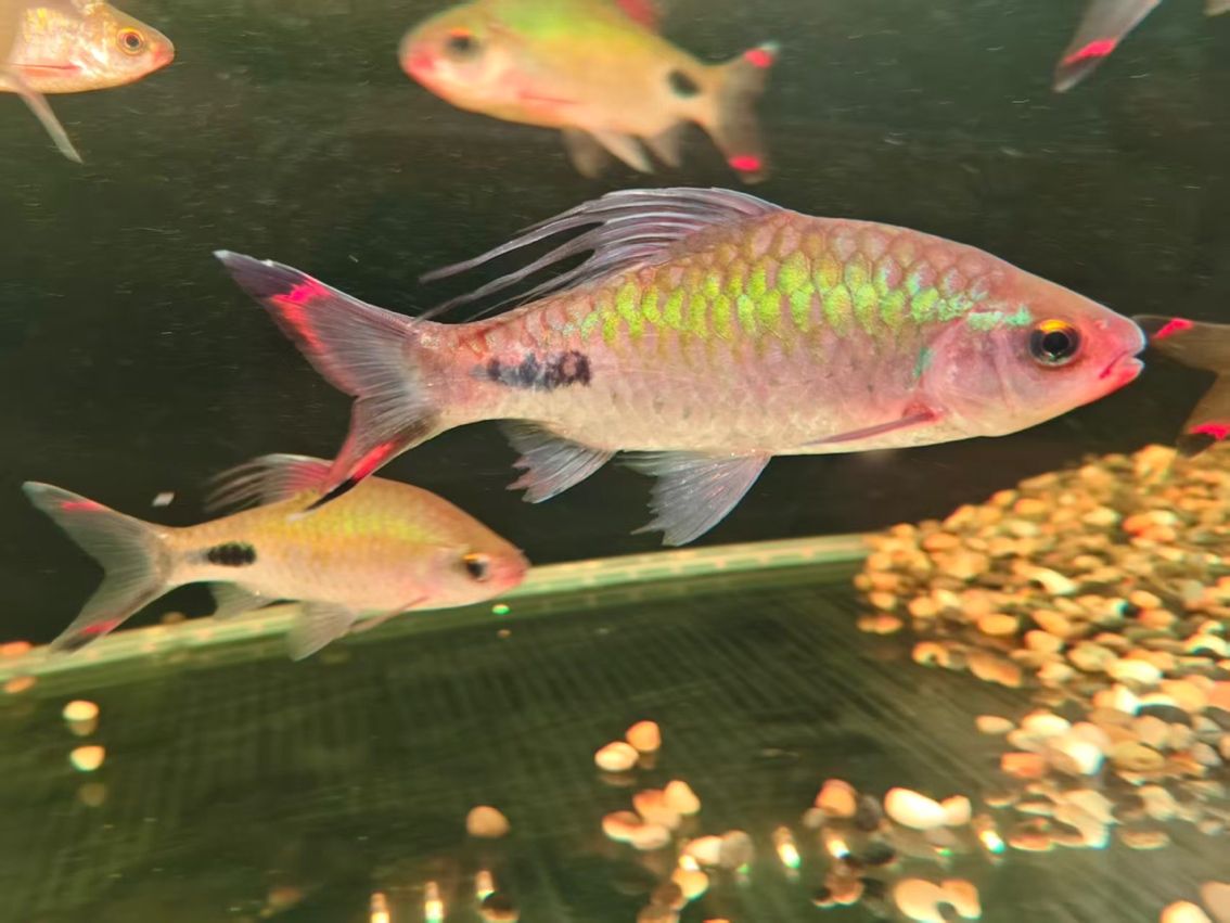 海南紫紅兩點鯽（海南紫紅兩點鯽是一種集觀賞和食用和藥用價值的藥用價值）