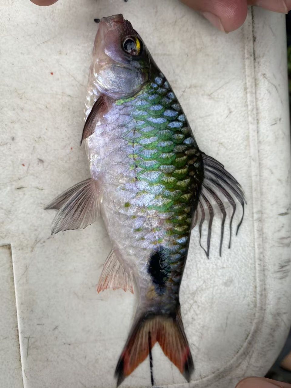 海南紫紅兩點鯽（海南紫紅兩點鯽是一種集觀賞和食用和藥用價值的藥用價值）