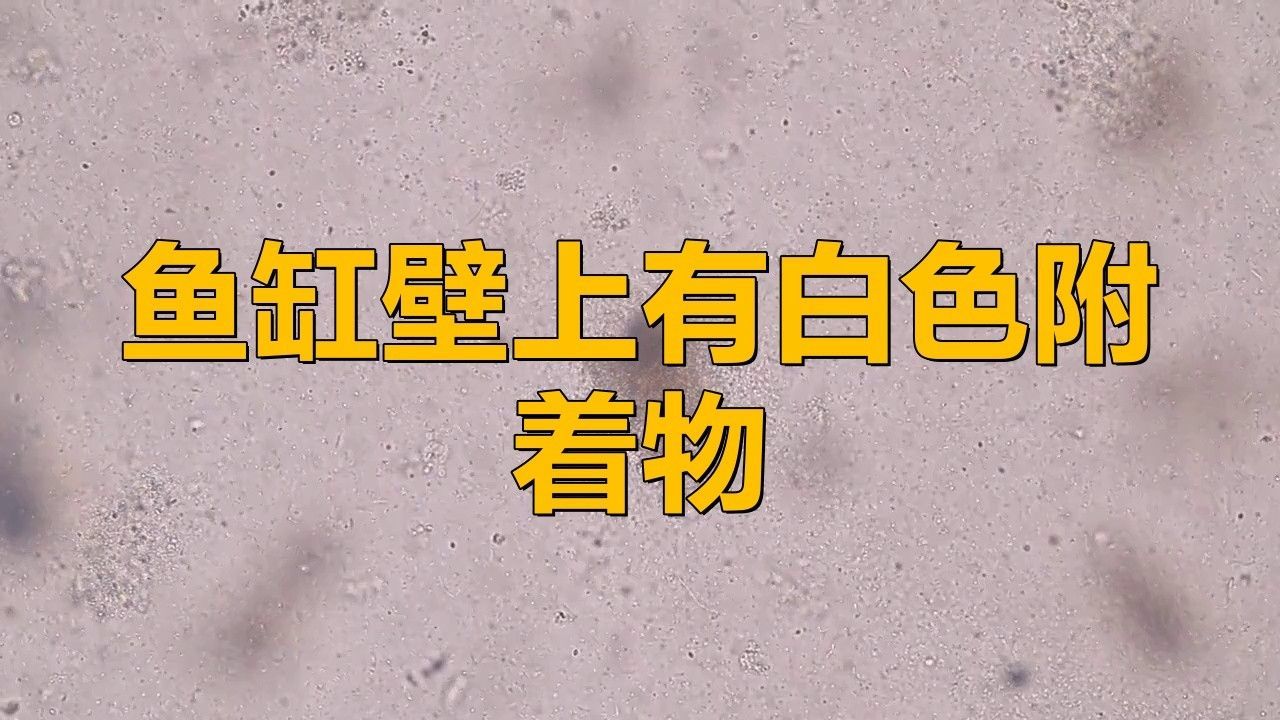 龍魚缸白色絮狀物是什么（魚缸中出現白色絮狀物怎么辦） 龍魚缸白色絮狀物是什么（魚缸中出現白色絮狀物怎么辦） 龍魚百科 第2張