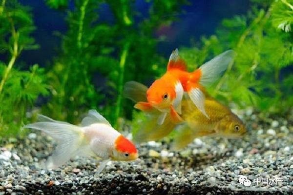 哪種曼龍魚品種壽命最長（哪種曼龍魚品種壽命最長，藍三星魚的壽命在不同來源）