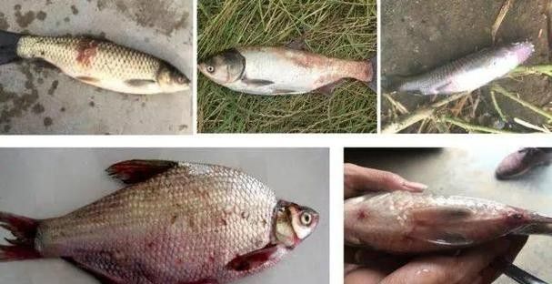 如何預防龍魚因溫差導致的疾病（龍魚飼養指南）
