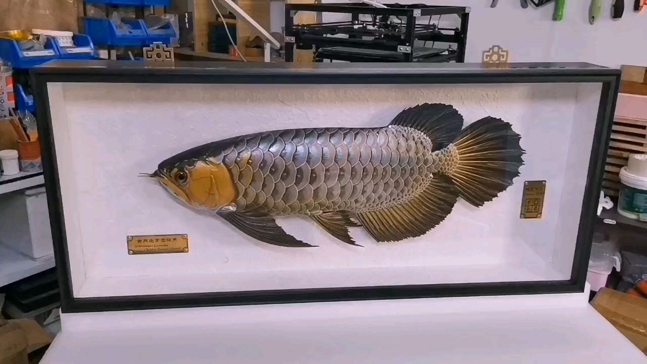 原來龍魚是可以裱起來的！（裱裝技術的原理、操作過程以及改變了人們對龍魚展示的看法）