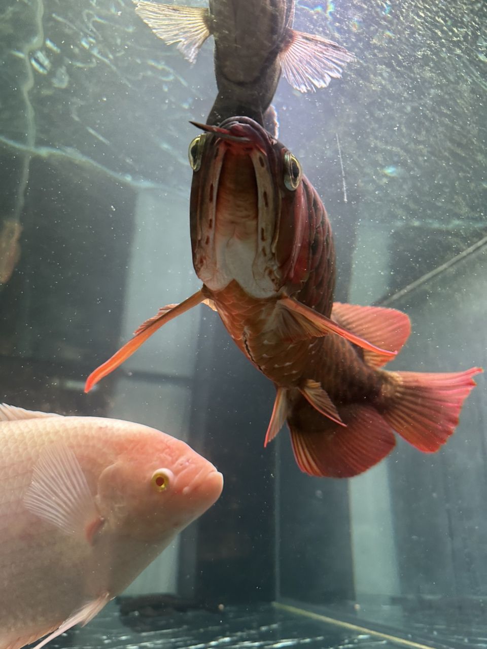 龍魚腹部這個黑線是怎么了？（魚腹部出現(xiàn)黑線可能是由多種原因引起的，求大神指點）