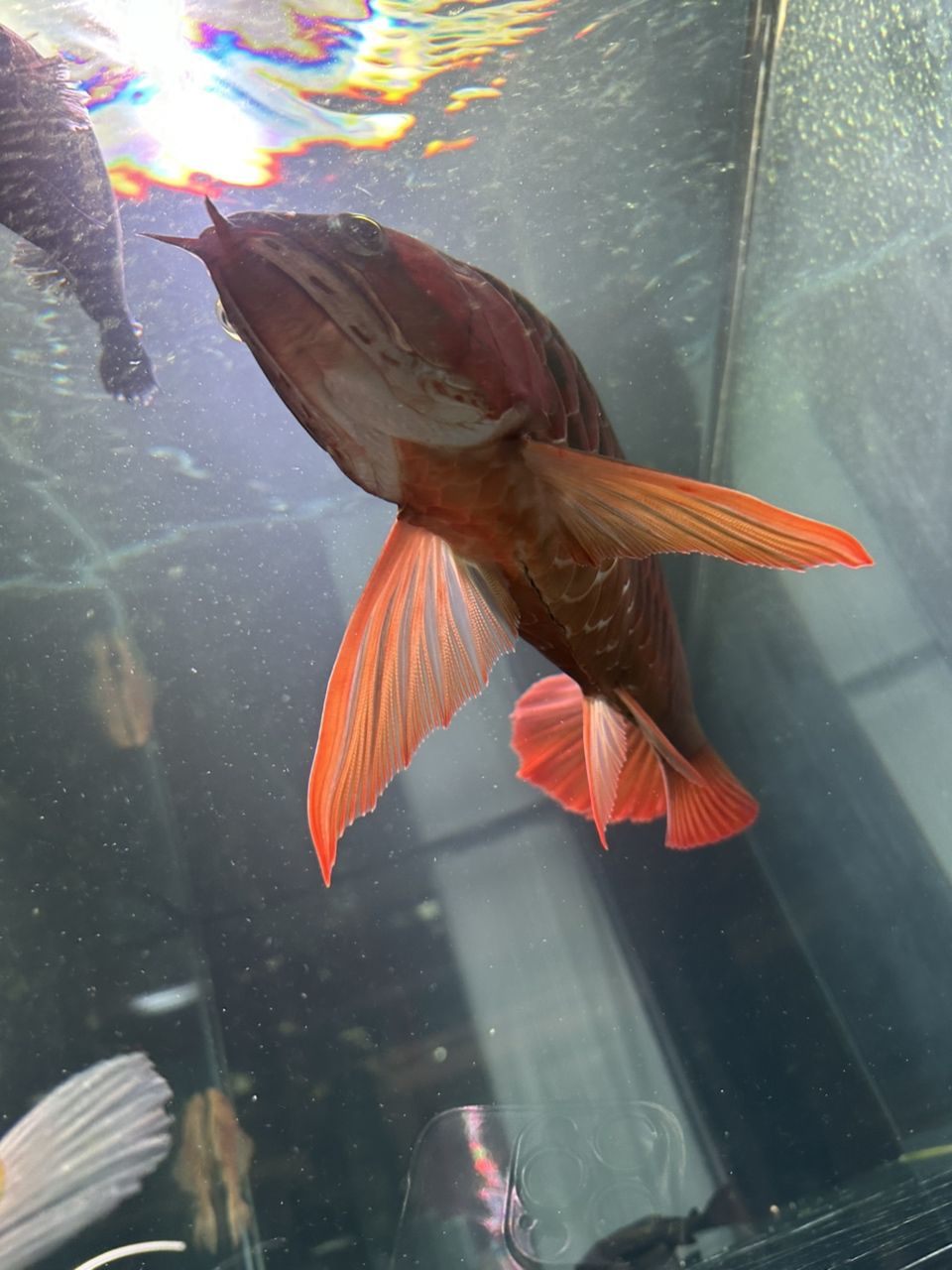 龍魚腹部這個黑線是怎么了？（魚腹部出現(xiàn)黑線可能是由多種原因引起的，求大神指點）