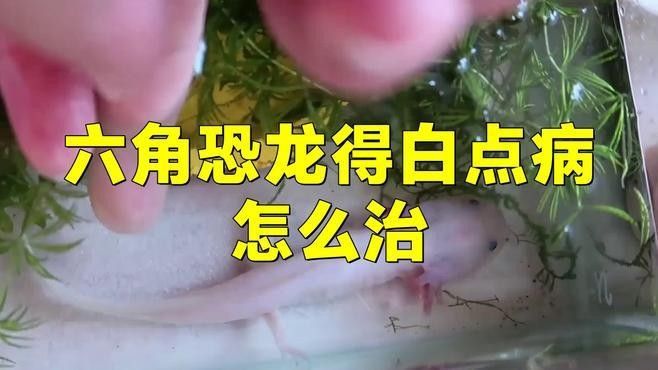 六角恐龍魚(yú)白斑病會(huì)傳染嗎？（六角恐龍魚(yú)白斑病是否會(huì)傳染別的魚(yú)嗎39健康網(wǎng)）