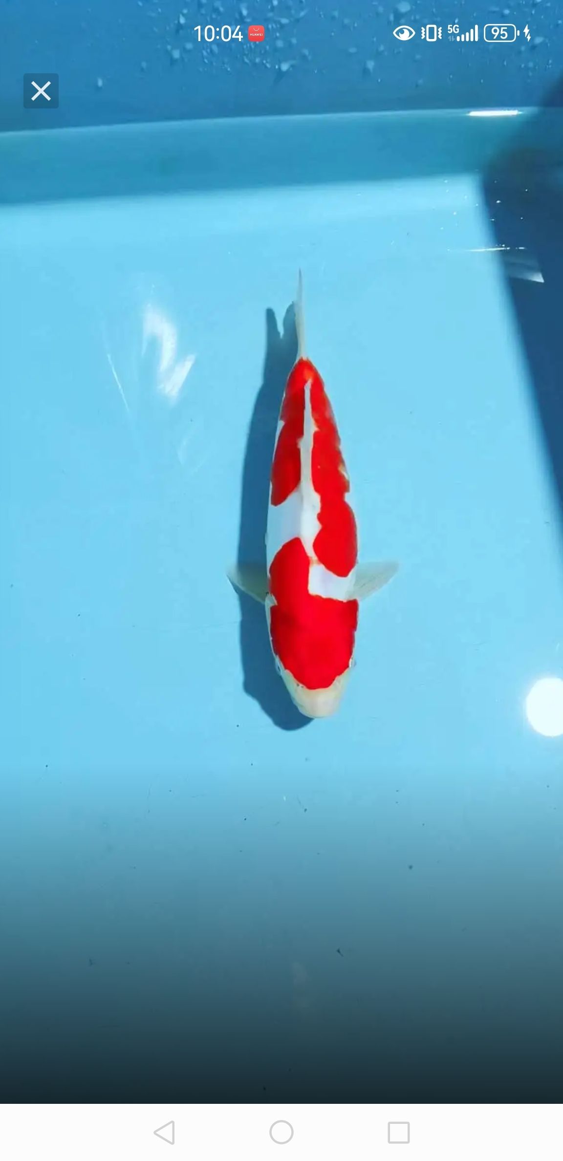 北京地區(qū)免費(fèi)贈送3條錦鯉，僅自提（北京地區(qū)免費(fèi)贈送3條錦鯉）