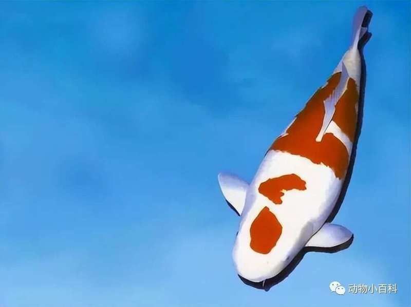 紅龍魚價格差異大嗎？（廣州龍魚祥龍魚場20公分龍魚價格揭秘紅龍魚價格為何堪比保時捷）