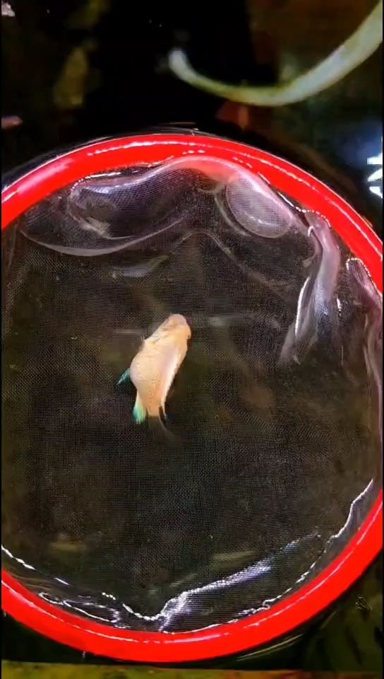 滿銀迷你鸚鵡（滿銀迷你鸚鵡是一種小型鸚鵡，以其獨特的銀色羽毛和優雅的姿態而聞名）
