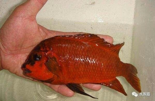 涼城哪個水族館龍魚好？祥龍魚場龍魚（烏蘭察布市涼城祥龍水族館和魚場提供高品質龍魚及相關服務）