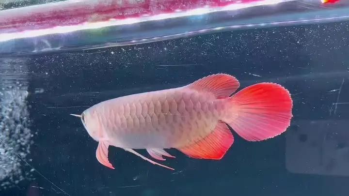 甘谷哪個水族館龍魚好？祥龍魚場龍魚（廣州祥龍魚場龍魚價格）