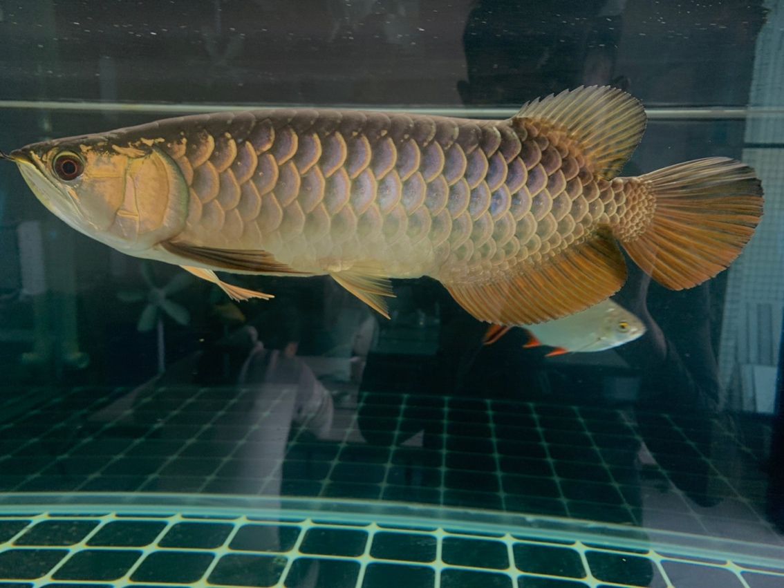 龍魚繁殖期如何區分性別？，西安祥龍魚場有哪些品種的龍魚繁殖期性別對比圖鑒