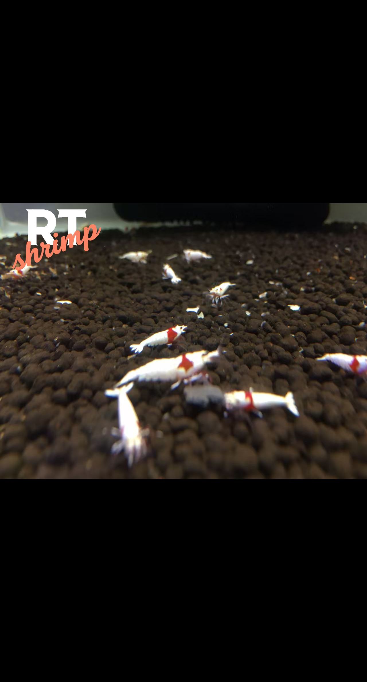 水晶蝦養殖，繁殖交流。（rt喔買尬2025/11/5）