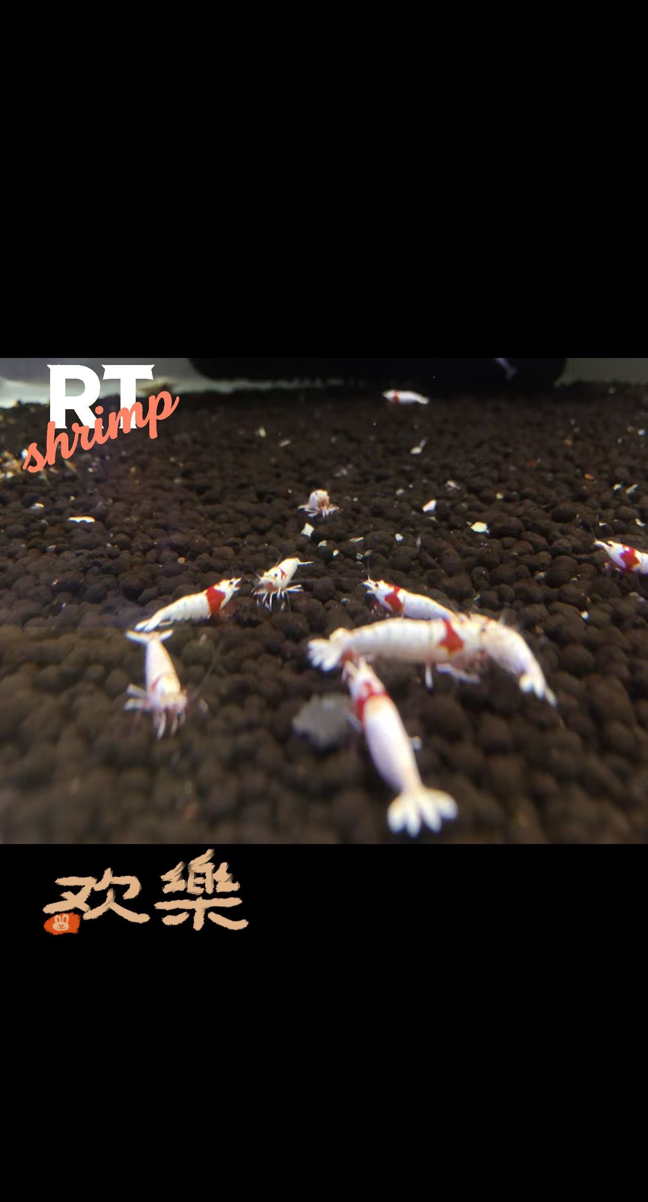 水晶蝦養殖，繁殖交流。（rt喔買尬2025/11/5）
