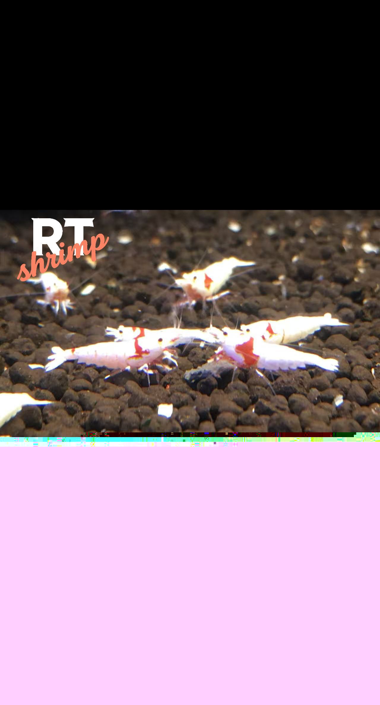 水晶蝦養殖，繁殖交流。（rt喔買尬2025/11/5）