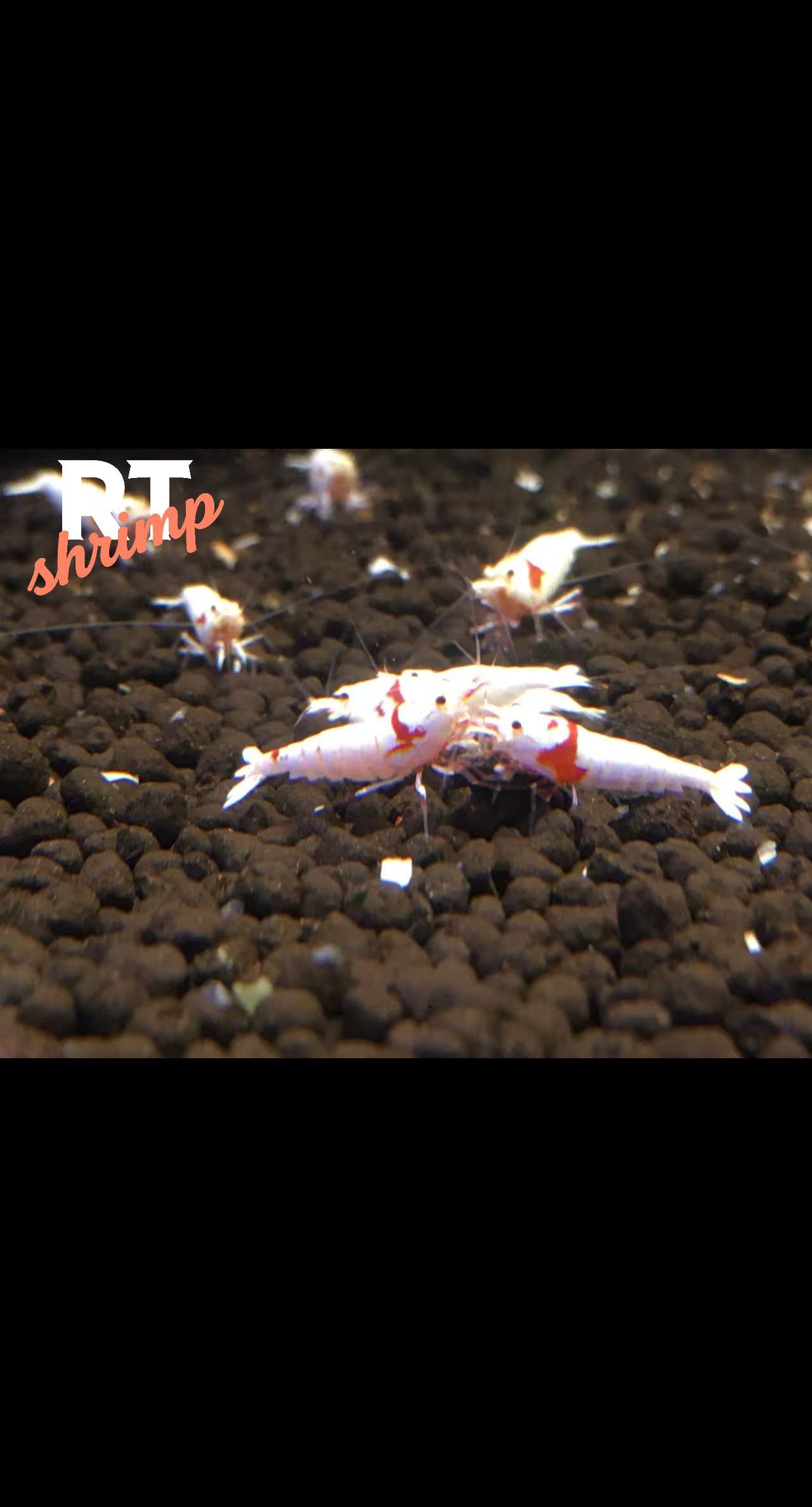 水晶蝦養殖，繁殖交流。（rt喔買尬2025/11/5）