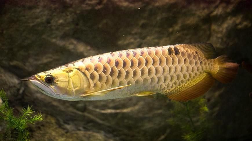 高背金龍魚和過背金龍魚有什么區別（淺談龍魚過背與高背魚生科技，高背和過背的區別）