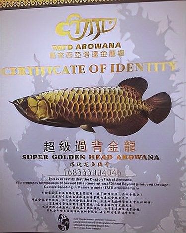 如何區分過背和B過金龍魚（如何區分過背和b過金龍魚）