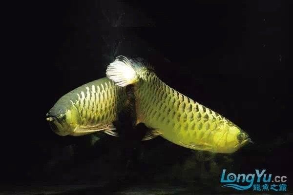 龍魚(yú)肛門(mén)鼓起多久會(huì)死（龍魚(yú)肛門(mén)鼓起是怎么回事？）