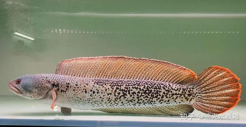 藍寶石雷龍魚能長多大（幻彩藍寶石雷龍魚最大能長到30厘米的雷龍品種） 藍寶石雷龍魚能長多大（幻彩藍寶石雷龍魚最大能長到30厘米的雷龍品種） 龍魚百科 第2張