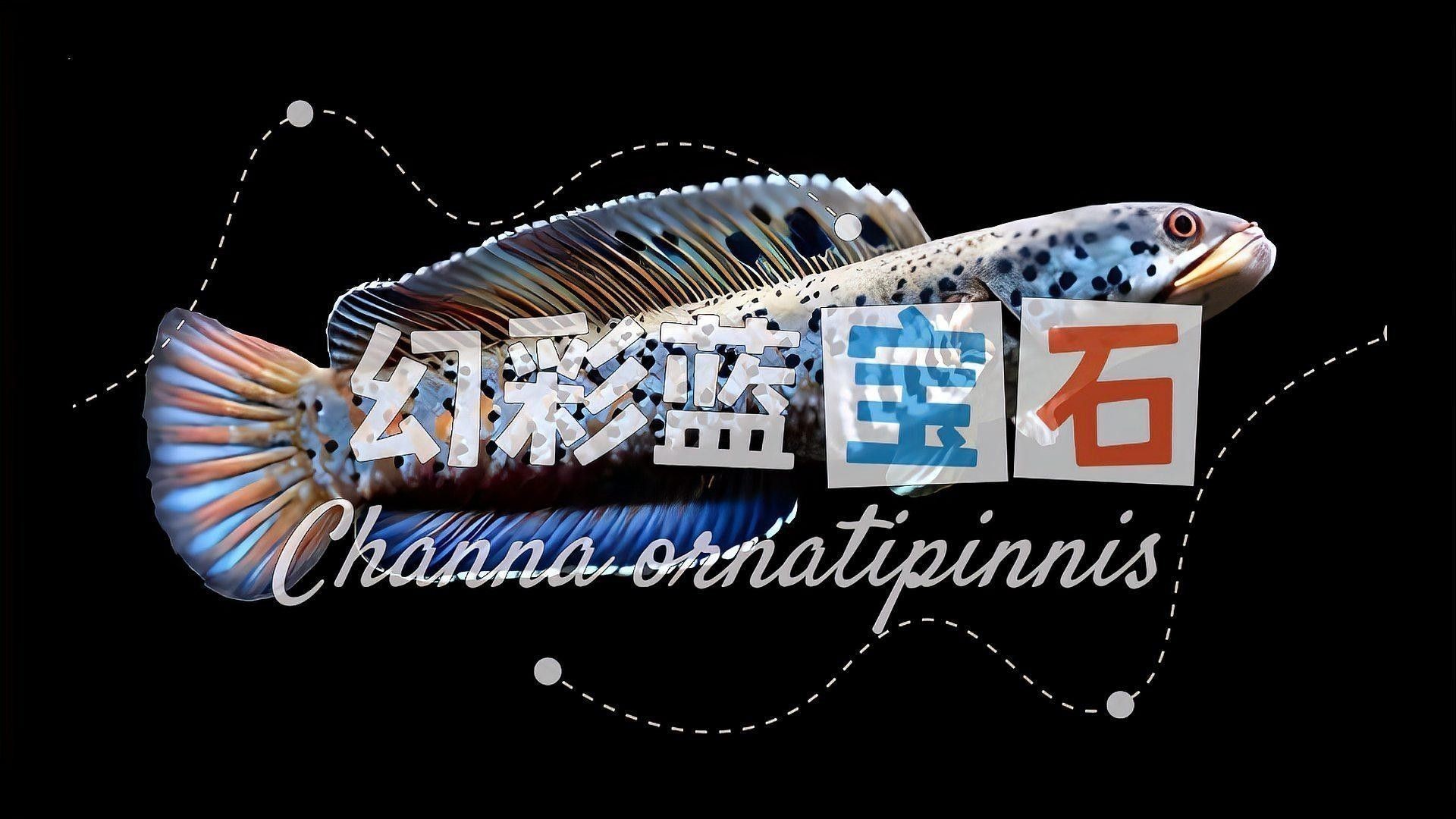 藍寶石雷龍魚能長多大（幻彩藍寶石雷龍魚最大能長到30厘米的雷龍品種） 藍寶石雷龍魚能長多大（幻彩藍寶石雷龍魚最大能長到30厘米的雷龍品種） 龍魚百科 第1張