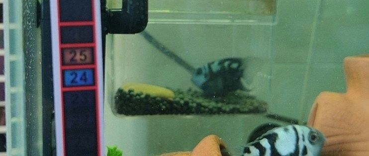 如何安裝匯龍魚(yú)缸溫控器（匯龍魚(yú)缸溫控器使用指南）