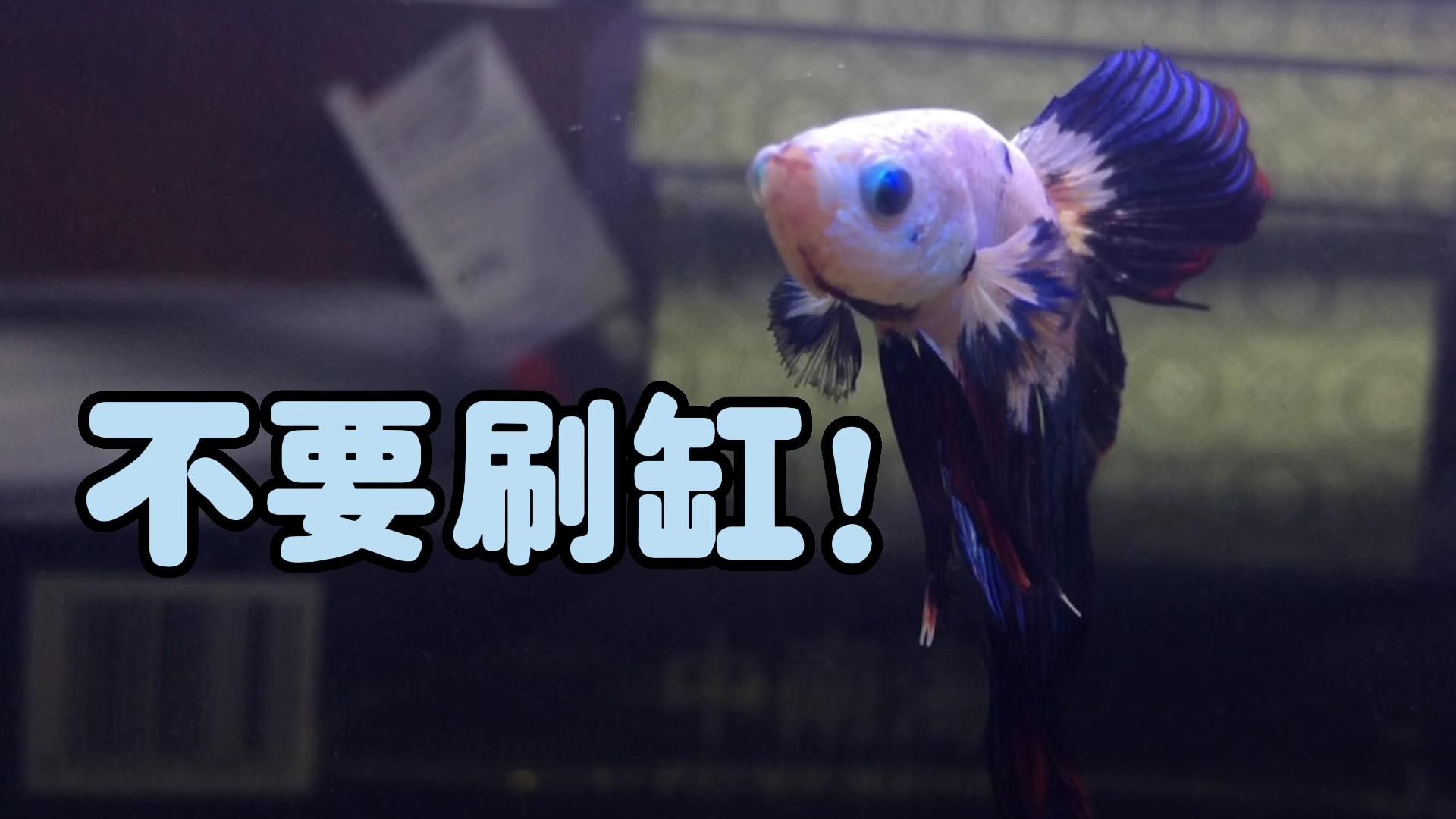 發(fā)情期換水對紅金龍魚有影響嗎（發(fā)情期換水對紅金龍魚影響）