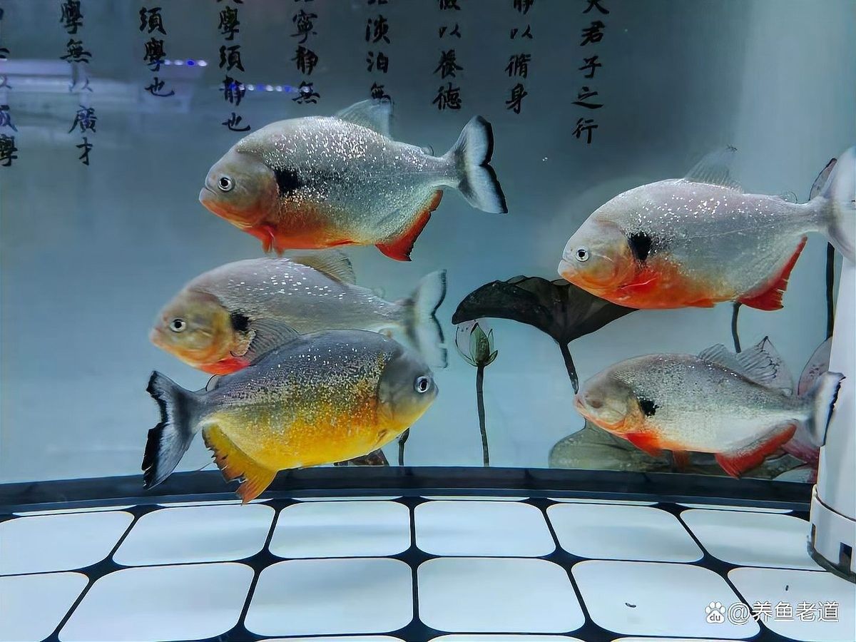 發(fā)情期換水對紅金龍魚有影響嗎（發(fā)情期換水對紅金龍魚影響）