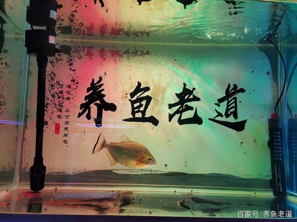 發(fā)情期換水對紅金龍魚有影響嗎（發(fā)情期換水對紅金龍魚影響）