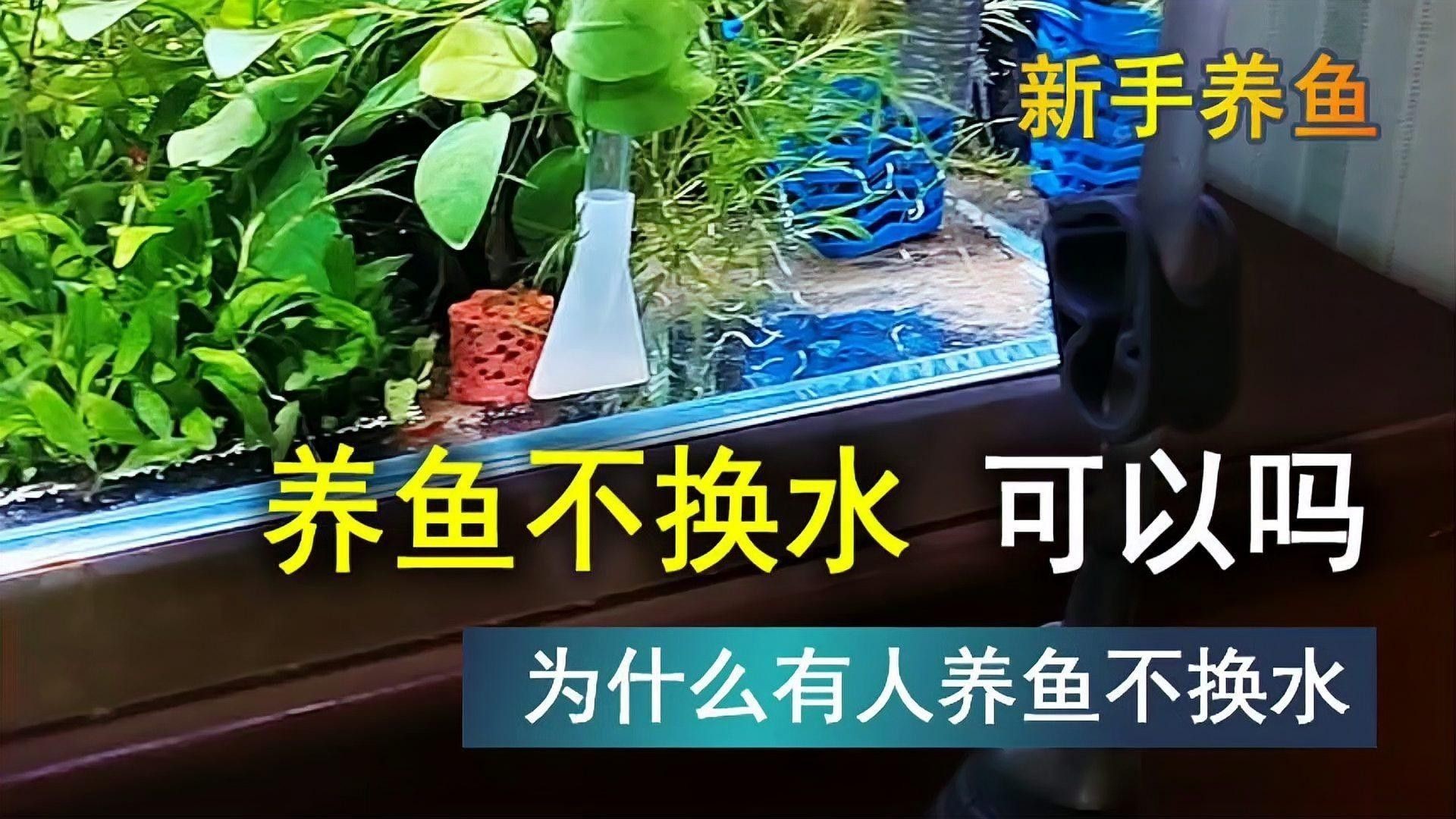 發(fā)情期換水對紅金龍魚有影響嗎（發(fā)情期換水對紅金龍魚影響）