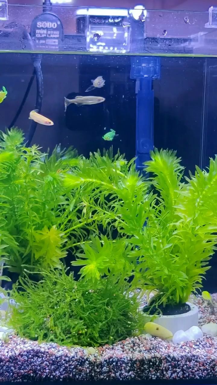 斑馬魚來了（jonyu評論：斑馬魚的研究和應用將進一步拓展）