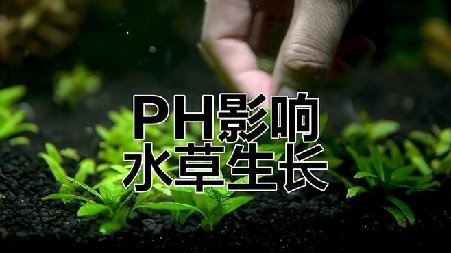 龍魚缸pH值偏高會自愈嗎？（魚缸ph值偏高怎么辦）