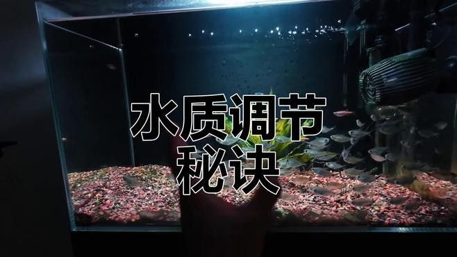 龍魚缸pH值偏高會自愈嗎？（魚缸ph值偏高怎么辦）